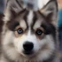 Are Pomskies Hypoallergenic? The Truth About Pomsky Shedding And Allergies