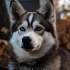 How Much Does a Pomsky Cost in the UK?
