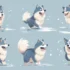 Pomsky Lifespan: How Long Do Pomskies Live?