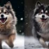 How Much Do Pomskies Sell For? A Guide to Pomsky Price