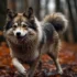 How Much Do Pomsky Puppies Weigh?