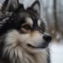 How Much Are Pomskies Worth?