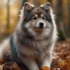 How Much Does a Full Grown Pomsky Weigh?