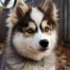 Pomsky Puppies In Wisconsin: Where To Find Them