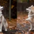 Pomsky Dad: Understanding The Traits Passed Down From Father To Pup