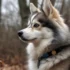 Female Pomsky: A Guide To This Adorable Designer Dog Breed