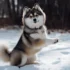 Pomsky Aussie Mix: What To Expect From This Adorable Hybrid