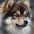 FAQs about F2 Pomsky