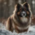 How Much Do Pomsky Puppies Weigh?