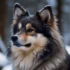 Tips for Caring for Your Grown Pomsky Dog: From Exercise Needs to Grooming