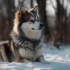 How Much Exercise Does a Pomsky Need?
