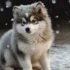 How Much Are Pomskies Worth?