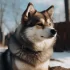 How Much for a Pomsky? The Ultimate Guide to Pomsky Price