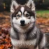 How Much Do Pomskies Shed?