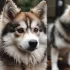 FAQs about Pomsky Vs Klee Kai