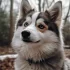 FAQs about Does a Pomsky Shed