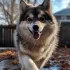 How Much for a Pomsky? The Ultimate Guide to Pomsky Price