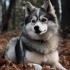 How Big Do Pomskies Get? Understanding the Size and Appearance of Pomsky
