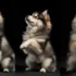 How Much Does a Full Grown Pomsky Weigh?