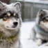 Pomsky Pups: Everything You Need To Know About This Adorable Hybrid Breed
