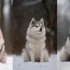 Pomsky Puppy Price: How Much Does A Pomsky Cost?