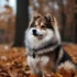 How Much is a Pomsky Worth? Understanding the Price Range of Pomskies