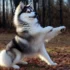 How Much Should a Pomsky Eat? A Comprehensive Guide to Feeding Your Pomsky