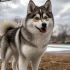 How Much Does a Pomsky Cost? Understanding the Price Range for This Popular Crossbreed