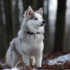 FAQs about Mini Pomsky Full Grown