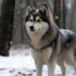 How Much Should a Pomsky Puppy Eat? A Guide to Proper Nutrition for Your Furry Friend