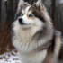 How Much is a Pomsky Husky? A Comprehensive Guide to Pomsky Prices