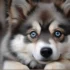 FAQs about Pomsky Husky Poodle Mix