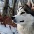 FAQs about Lancaster Pomsky