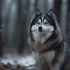 FAQs about Lancaster Pomsky