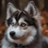FAQs about Pomsky Husky