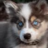 Almost Full Grown Pomsky Playing