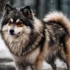 How Much Would a Pomsky Cost?