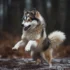 How Tall Does a Pomsky Get? Understanding the Size and Appearance of this Adorable Hybrid Breed