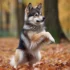 How Tall Does a Pomsky Get? Understanding the Size and Appearance of this Adorable Hybrid Breed