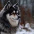 Where To Buy Pomsky Puppies Near Me: A Comprehensive Guide