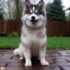 Teacup Pomskies For Sale: Finding Your Perfect Companion