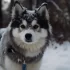 Housebreaking a Pomsky: Tips and Tricks for Success