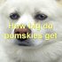 FAQs about Pomsky Puppies for Sale in Texas