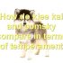 FAQs about Blue Eyed Pomsky