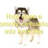 FAQs about Pomsky Classification