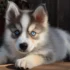 The Bristle Brush for Your Pomsky