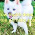 FAQs about Pics of a Pomsky
