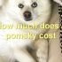FAQs about Pomsky Black