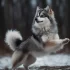 How Often Should You Bathe a Pomsky?