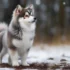 How Tall is a Pomsky? Understanding Pomsky Mixes